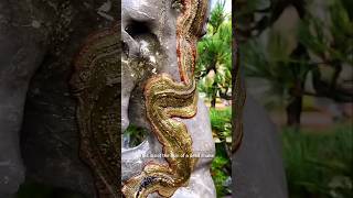 How to make Plant Like a Snake  Gardening  Bonsai Tree [upl. by Aihsekan]