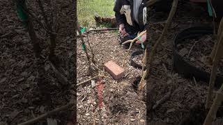 How to Propagate Weeping Mulberry by soil layering gardening garden [upl. by Otte814]