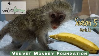 Baby orphan monkey arrives just in time to save his life his called Beau [upl. by Genia]