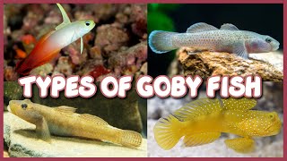 Types of Goby Fish  Both Freshwater amp Saltwater Gobies [upl. by Adabelle]