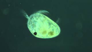 Cypris sp un ostracode [upl. by Guinevere]