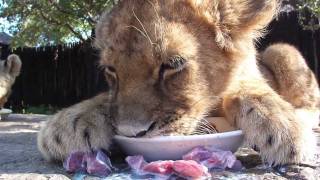 Paza  the amazing meat sucking lion cub [upl. by Ettenal]