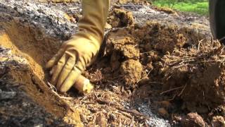 Growing cassava on sloping land  ENGLISH version [upl. by Lledraw393]