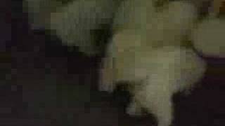 6 Awesome Bichon Frises Running Around Barking [upl. by Orvil]