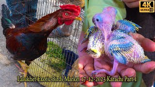 Lalukhet Exotic Parrots Birds Hen and Rooster Market 17122023 Part 1 أكبر سوق الطيور في كراتشي [upl. by Boy56]