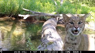 Pennsylvania man captures all walks of life crossing log bridge [upl. by Alisha]