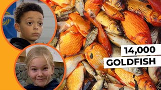 Kids discover why their town removed more than 14000 goldfish from a pond [upl. by Jahdal]