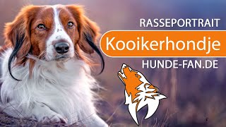 ► Kooikerhondje 2021 Rasse Aussehen amp Charakter [upl. by Acinorej]