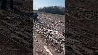 Plywood sheets being dry under sunlight at open ground [upl. by Ehpotsirhc28]