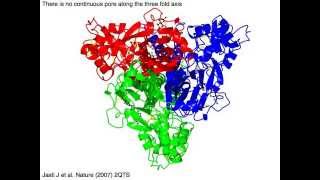 ASIC acid sensing ion channel [upl. by Tymothy986]