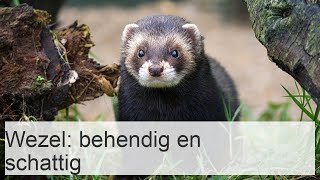 De Afrikaanse wezel is een behendig schattig beestje [upl. by Quartus]