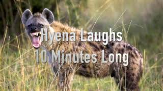 10 Minutes Of Hyenas Laughing  Annoying Sounds [upl. by Royal]