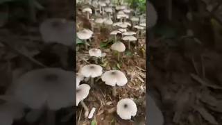 Mushroom💛 hero block video purulia bangla blog train [upl. by Hanas75]