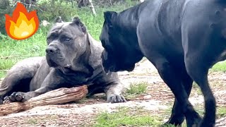 Cane Corso Dogs Always on Guard [upl. by Aerehs]