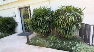 How to grow Rhapis excelsa Lady Palms in Northern California [upl. by Sibell]