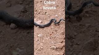 Cobra estranha alguém sabe o nome [upl. by Idissak]