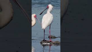 Bird sightings Spoonbills birds wildlifephotography wildlife [upl. by Eirojam]