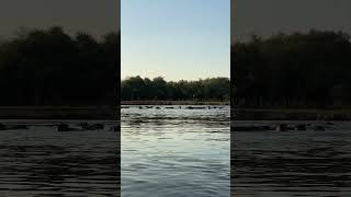 In a canoe passing a HUGE pod of hippo 🦛 [upl. by Ahsitram]