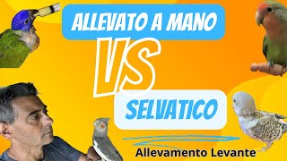 Pappagalli Differenze tra Allevato a mano e Selvatico [upl. by Pleione]