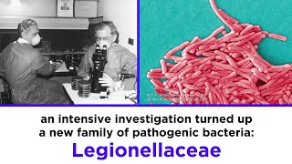 Legionnaires’ Disease Legionella pneumophila [upl. by Adnelg818]