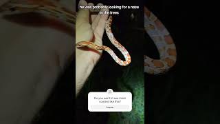 Found a Florida Corn Snake [upl. by Nicko]