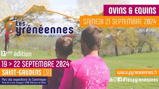 Les Pyrénéennes 2024  Ring 4  ovinséquins 21092024 [upl. by Eliseo]