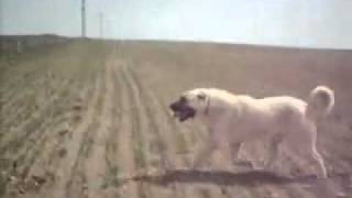 Turkish KANGAL vs American Pitbull Terrier Dog Fight 2008 YouTube [upl. by Ecyt511]