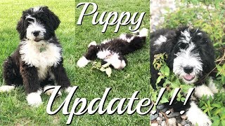 Puppy Update  Bernedoodle Puppy  Duke is 4 month old [upl. by Campagna206]