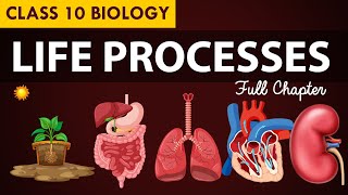 Life processes Full chapter  class 10 Animated video  10th BIOLOGY  ncert science  Chapter 7 [upl. by Sitnerp513]