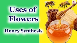 How Do Bees Make Honey  Uses of Flowers  Environmental Studies Grade 4  Periwinkle [upl. by Annoynek239]