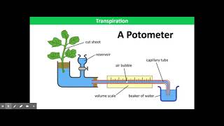 Potometer [upl. by Erapsag]