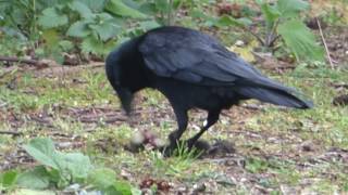 Crow beheads a Duckling amp eats it [upl. by Ellehsem]