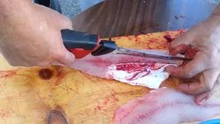 The QUICKEST EASIEST way to filllet walleyes with an ELECTRIC fillet knife BAR NONE [upl. by Chadabe]