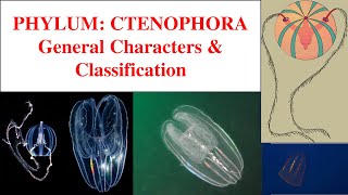 Ctenophora  Phylum Ctenophora  Characters and classification of Ctenophora [upl. by Yadroc]