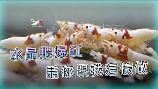 【蝦蝦特輯EP14】紅白水晶蝦下缸到繁殖棉花糖藻吃光光了｜水晶蝦飼養｜我只是個養蝦的 [upl. by Nalym]