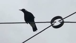 Magpies Calling [upl. by Guenzi]