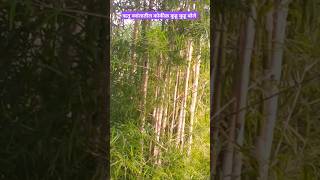 Thyrsostachysolivery bamboo ऑलिव्हरी बांबू [upl. by Adneral]