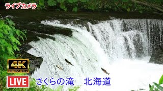 ライブカメラ さくらの滝 北海道 Live Camera Sakura Falls Hokkaido [upl. by Yema308]