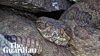 Rattlesnake mega den with as many as 2000 snakes livestreaming from Colorado [upl. by Artaed77]