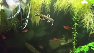 Synodontis Petricola in my planted 55 gallon aquarium [upl. by Haleemaj]