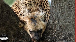 El Leopardo Ataca Y Se Come A La Hiena Para Vengarse Y ¿Qué Sucede Después  Animales Salvajes [upl. by Brnaby]