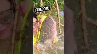 Free as a Bird lynyrdskynyrd freebird fishing catfish [upl. by Arreis601]