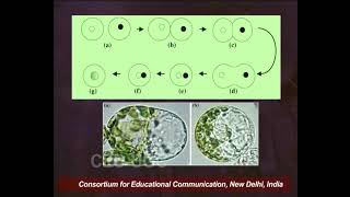 Plant Tissue Culture  XII Protoplast Culture II [upl. by Anahsor]