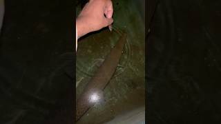 Tiger Fish Diya Aaj Copper Ko alligatorgarfish monsterfish tigerfish nature shorts [upl. by Ardelle]