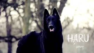 Haru  Belgian Shepherd Groenendael  1 year old [upl. by Gereron]