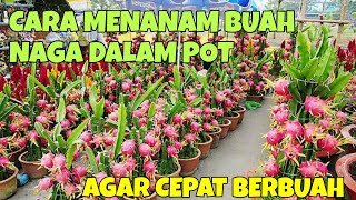 CARA MENANAM BUAH NAGA DALAM POT AGAR CEPAT BERBUAH DI HALAMAN RUMAH [upl. by Atinehc150]