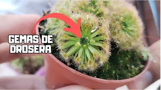 REPRODUCE DROSERAS  Aprende a cultivar gemas [upl. by Lenhart]