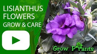 Lisianthus flower  grow amp care Eustoma Amazing cutflower [upl. by Avon]