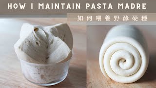 How I Maintain Pasta Madre  如何喂養野酵硬種 水式酵母） [upl. by Casilda17]