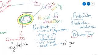 Endospores and Biofilms [upl. by Eladal]